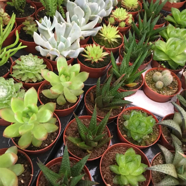 succulents-cacti-planted-in-pots