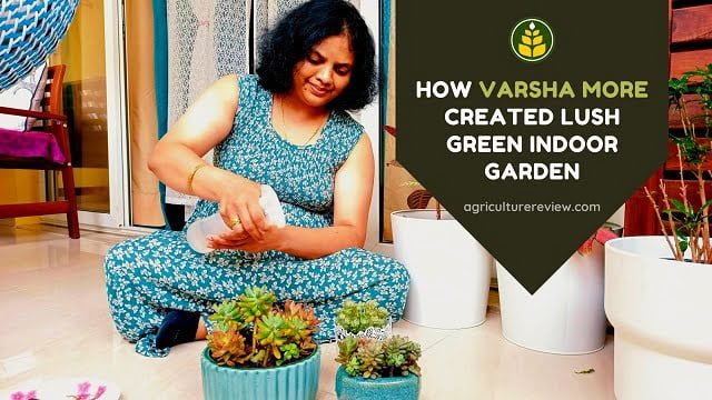 How Varsha More Created Lush Green Indoor Garden