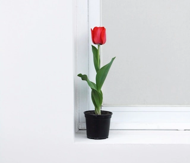when how plant tulip bulbs