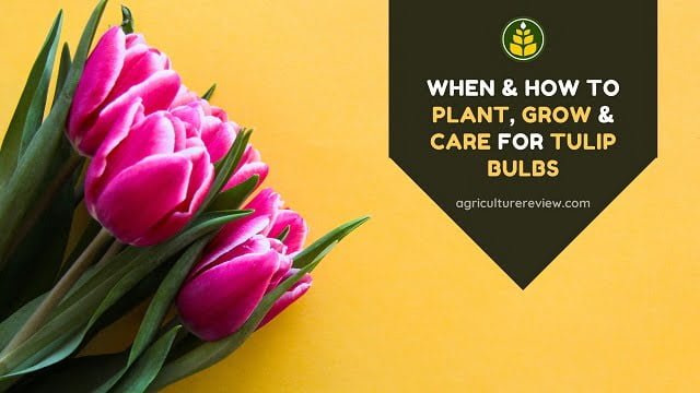When & How To Plant, Grow & Care For Tulip Bulbs