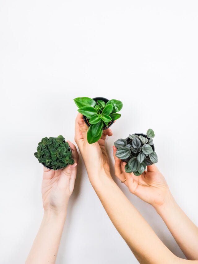 best-houseplants-for-air-quality