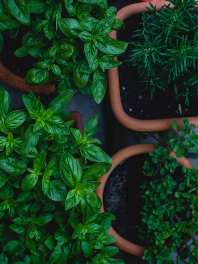 easy-to-grow-vegetables