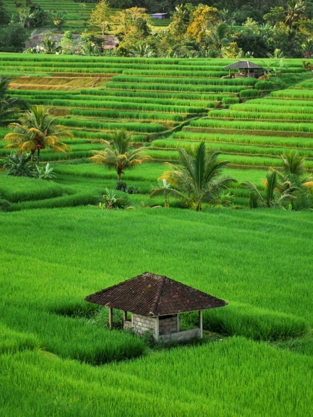 features-of-indian-agriculture