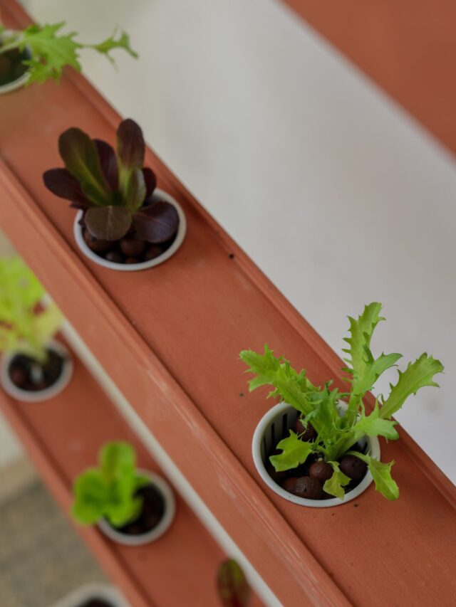 future-trends-innovations-in-vertical-farming