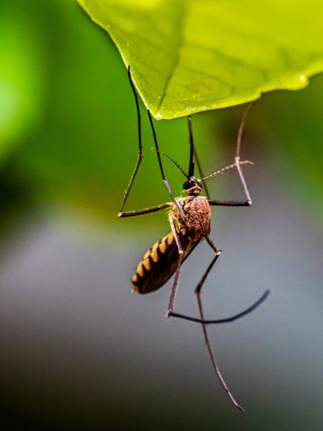 grow-these-plants-to-repel-mosquitoes