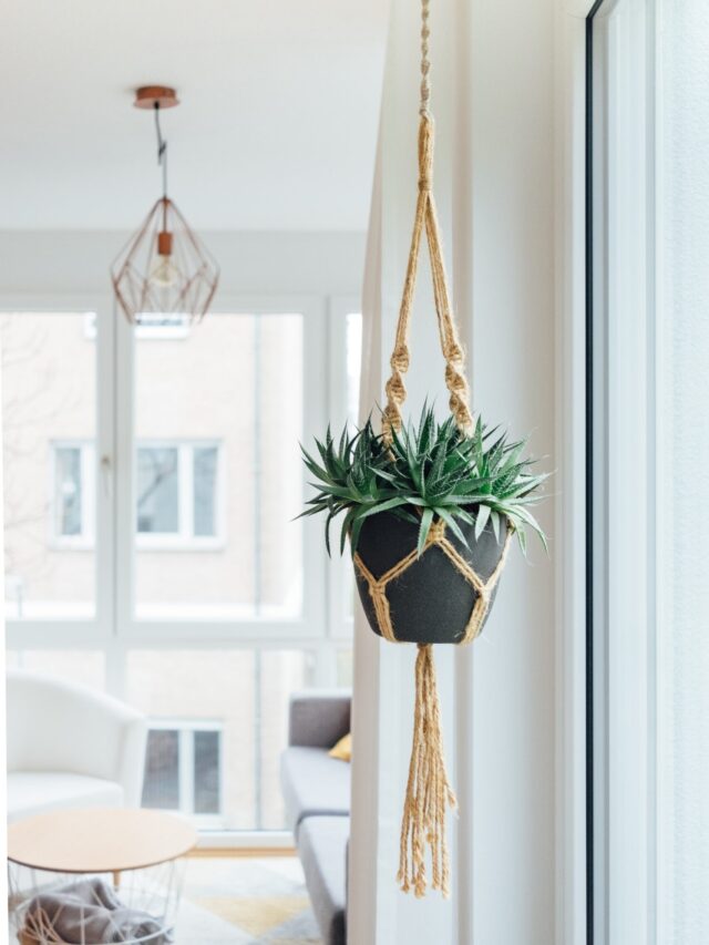 hanging-plants