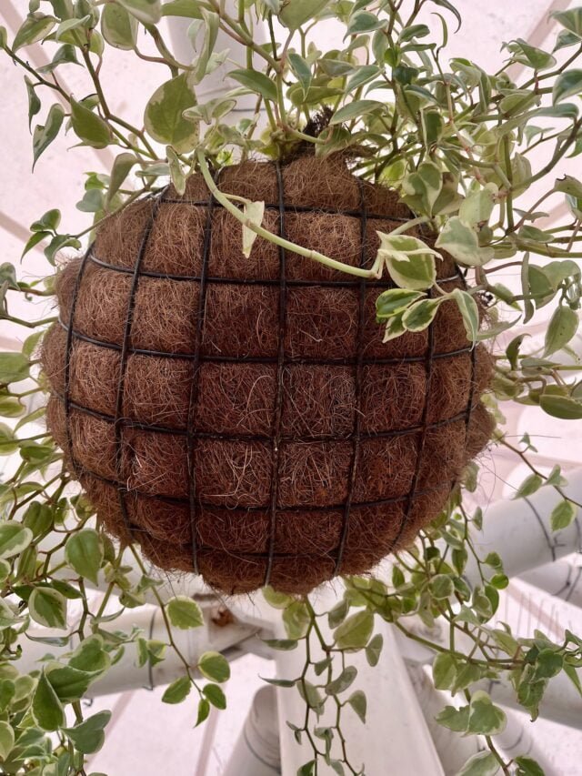 how-cocopeat-is-beneficial-for-plants