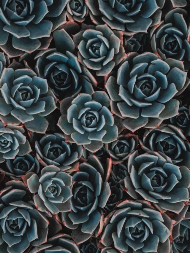 how-often-do-you-water-succulents