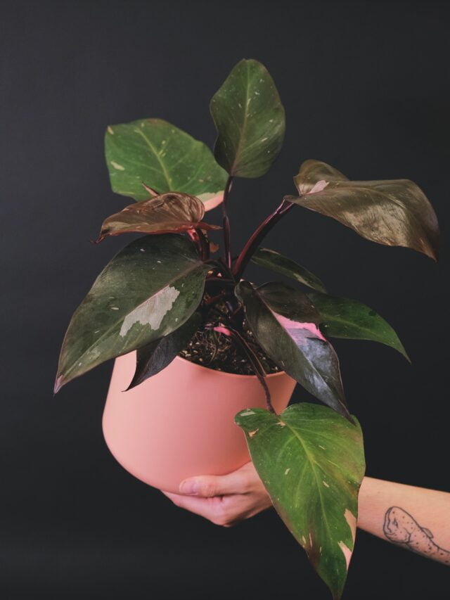 how-to-care-for-pink-princess-philodendron