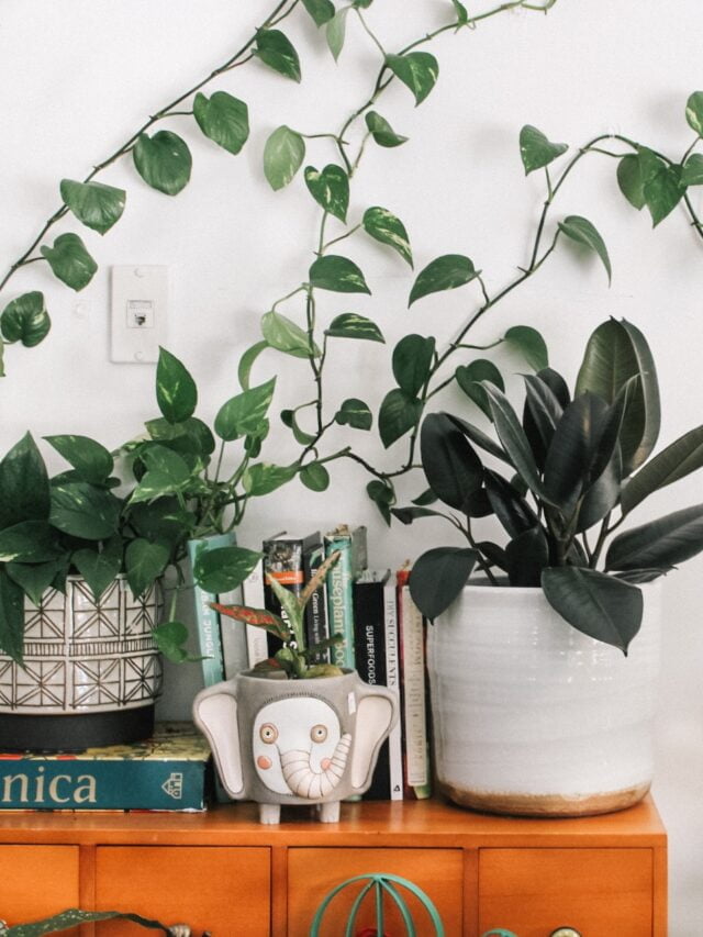 indoor-decorative-plants