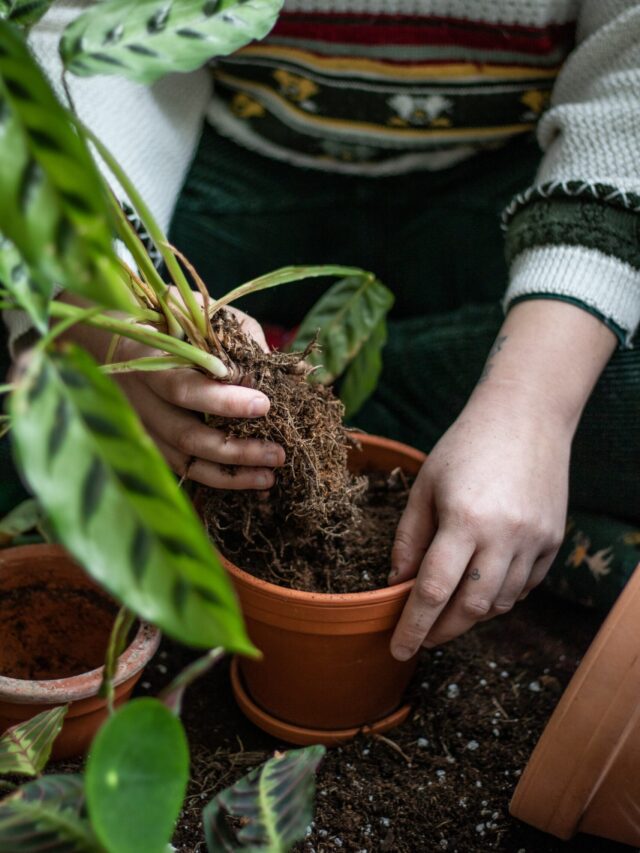 What Is Transplanting & How To Do It Correctly - Agriculture Review