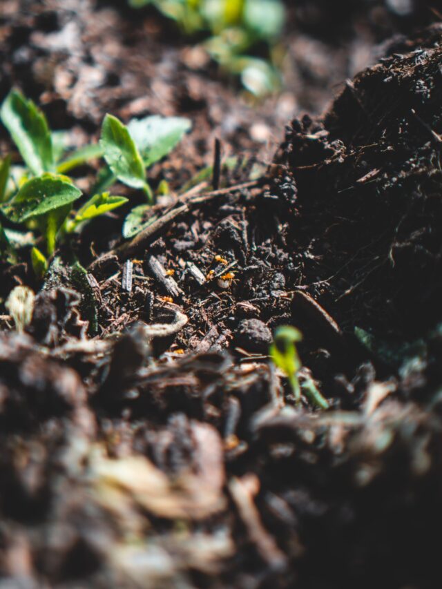 please-help-identify-tiny-bugs-in-soil-r-houseplants