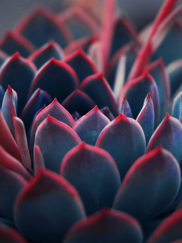 where-do-succulents-grow-naturally