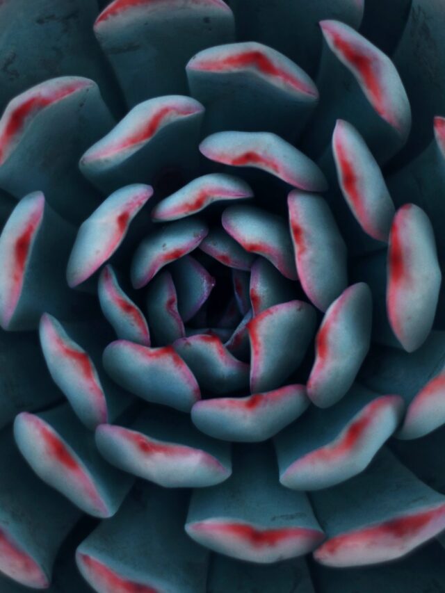 why-growing-succulents-is-easy