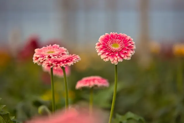 gerbera-farm