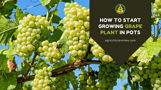 How To Start Growing Grape Plant In Pots