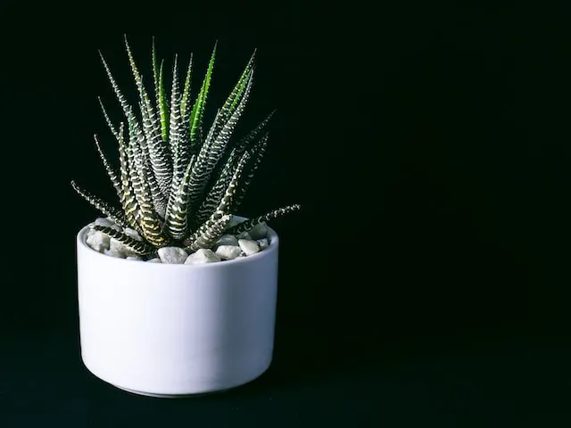 haworthia-plant