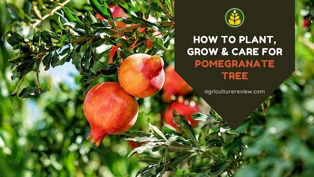 How To Plant, Grow & Care For Pomegranate Tree