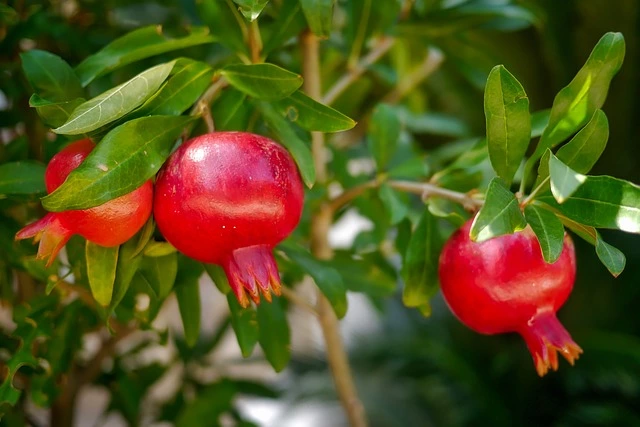 plant-pomegranate