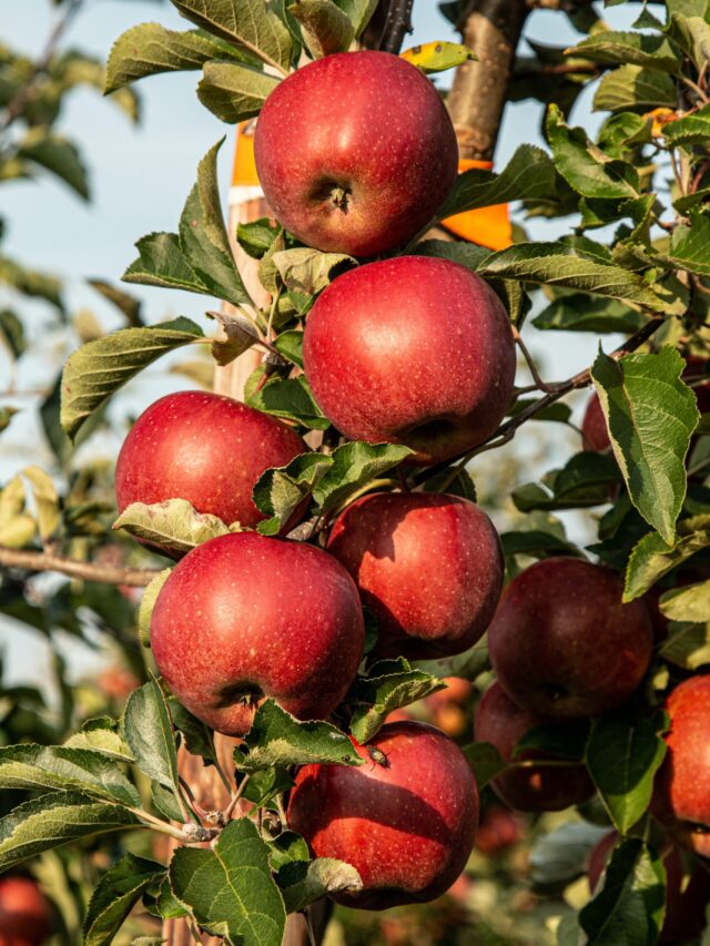 apple-farming-techniques