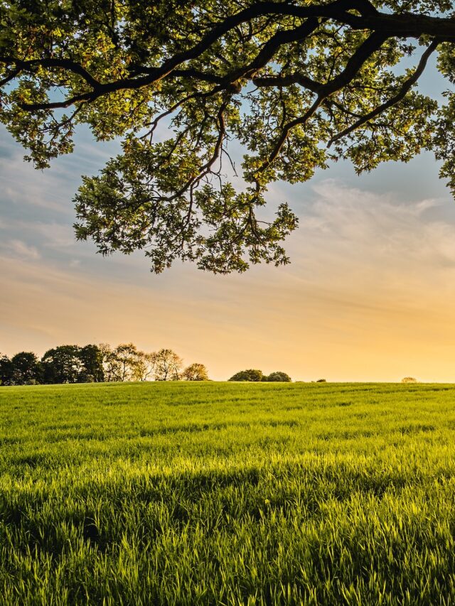 father-of-natural-farming