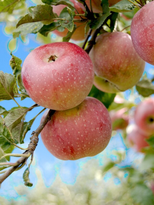 top-apple-producing-states-in-india