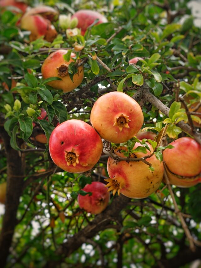 top-pomegranate-producing-states-in-india