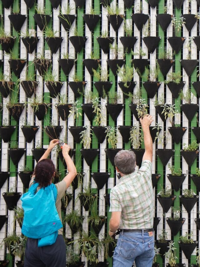 why-you-should-start-vertical-gardening