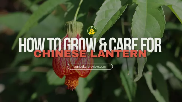 How To Grow & Care For Chinese Lantern Flowering Plant