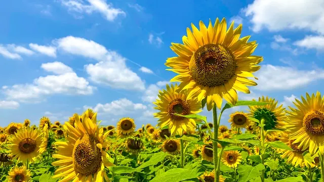 sunflower-plant