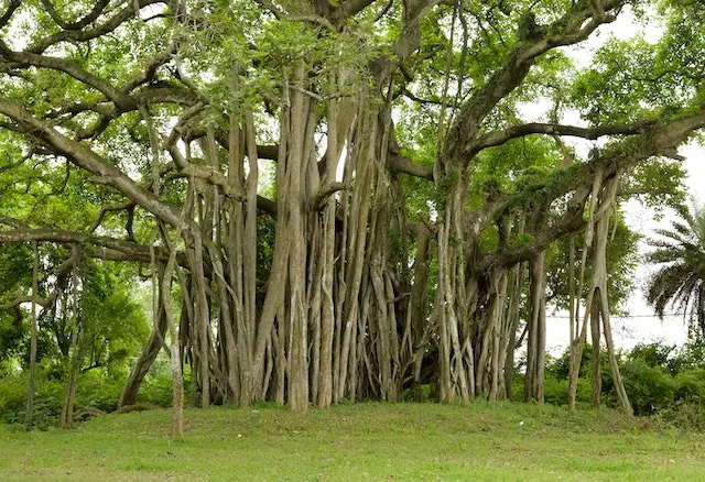 banyan-tree-in-english-hindi