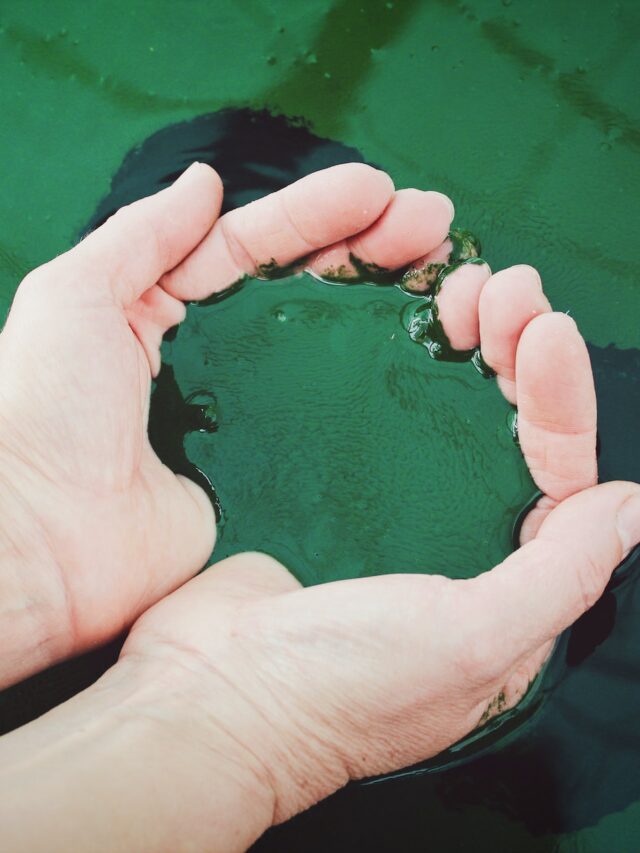 spirulina-farming