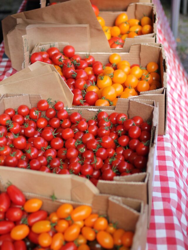 why-tomato-prices-are-increasing-in-india