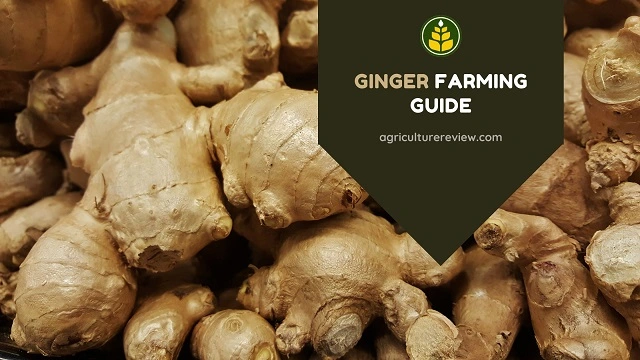Ginger Farming: Cultivate Success with Potent Growth Tips