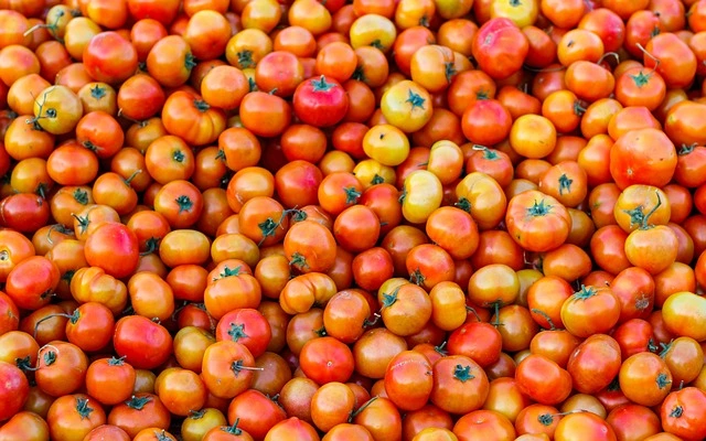 reason for tomato price hike