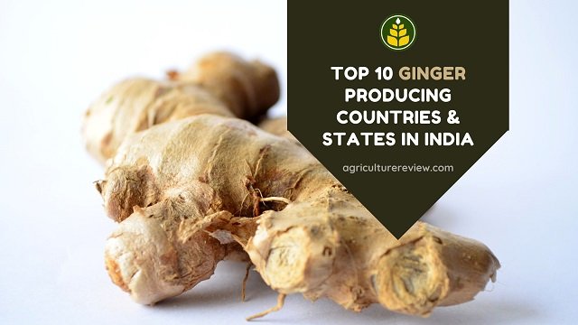 Top 10 Ginger Producing Countries & States In India