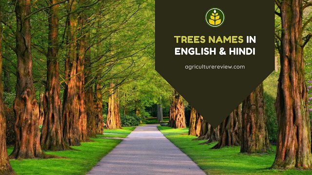 Trees Name In English & Hindi With Pictures