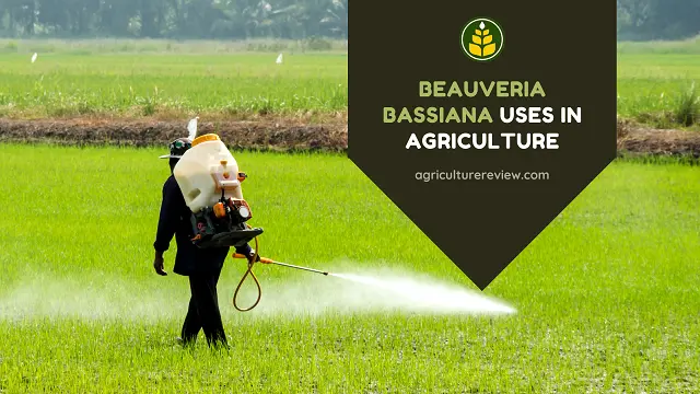 What Are The Uses Of Beauveria Bassiana In Agriculture