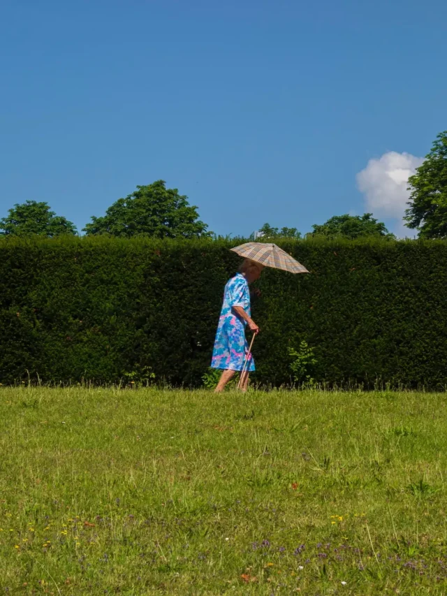 best-plants-for-hedging-in-india