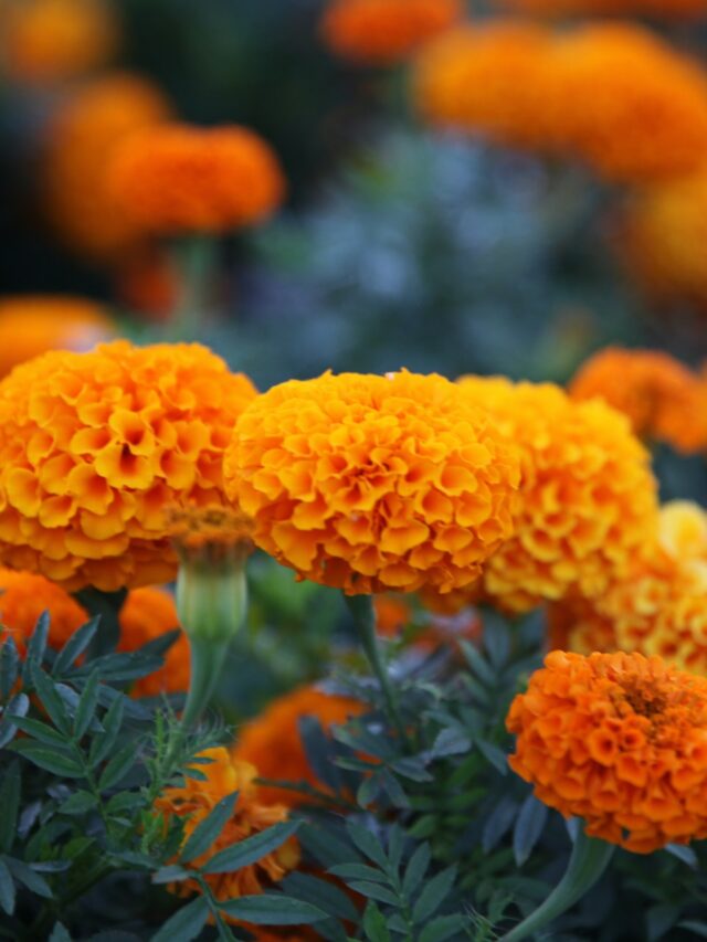 farming-of-marigold