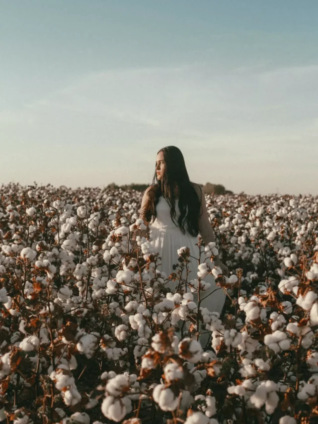 top-10-cotton-producing-states-in-india