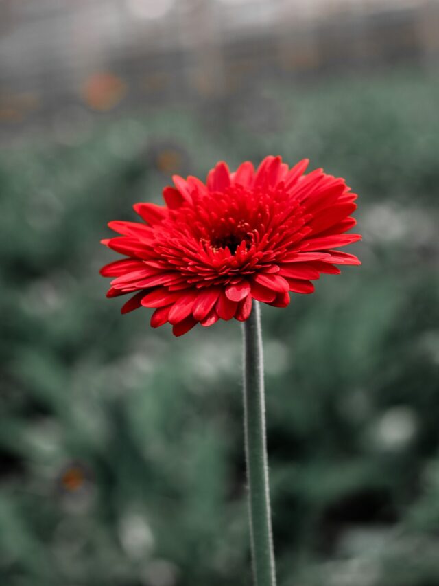 top-10-gerbera-producing-states-in-india