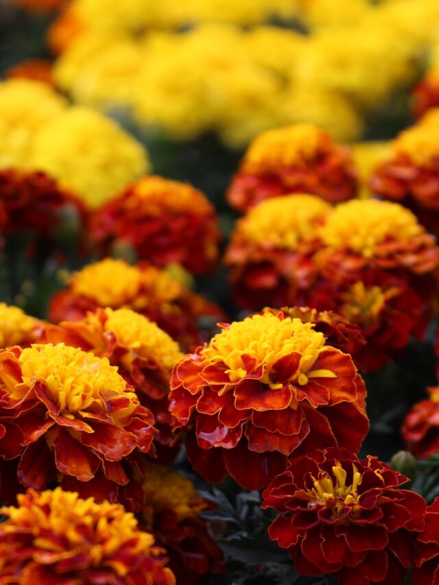 top-10-marigold-producing-states-in-india-agriculture-review