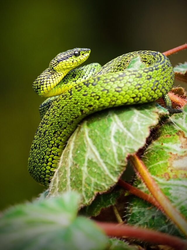 Top 5 Plants That Can Attract Snakes In The Garden - Agriculture Review