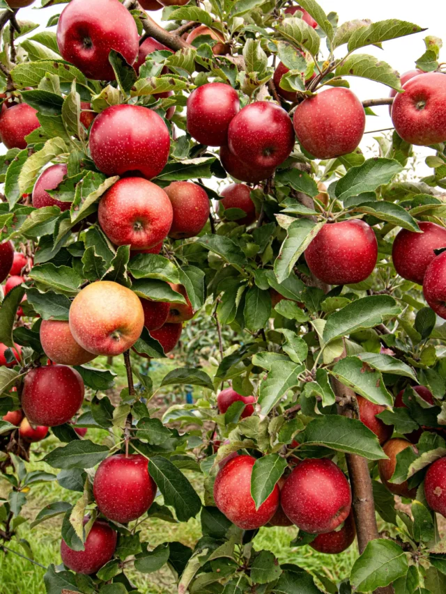 top-5-apple-producing-states-in-india