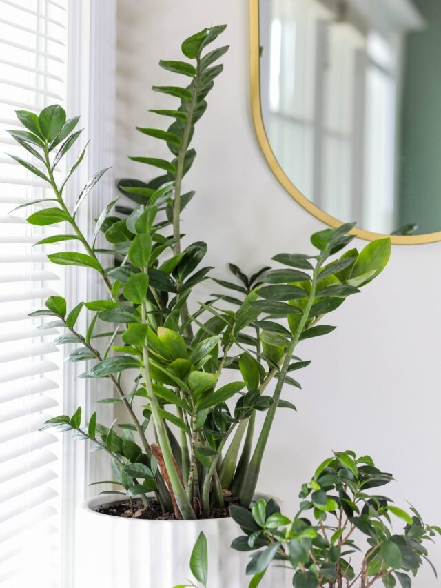 top-tips-on-caring-for-zz-houseplant