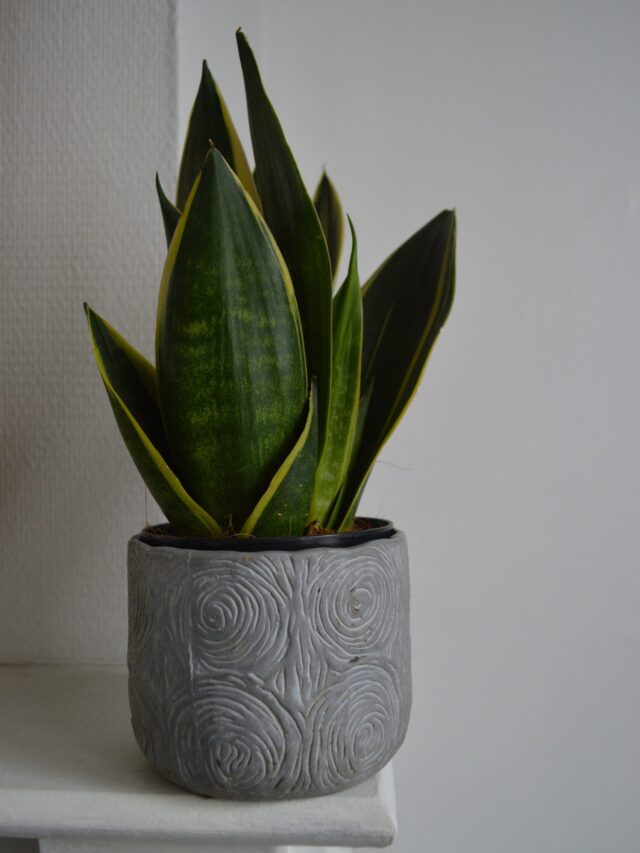 why-we-should-start-growing-snake-plants