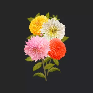 dahlia-flower-seeds