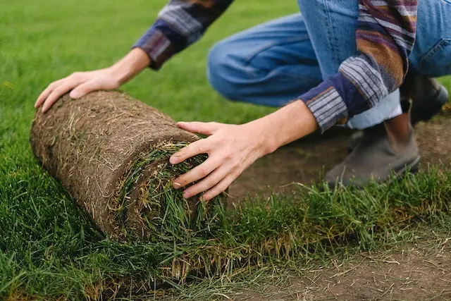 sod farming