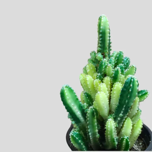 variegated-triangle-cactus